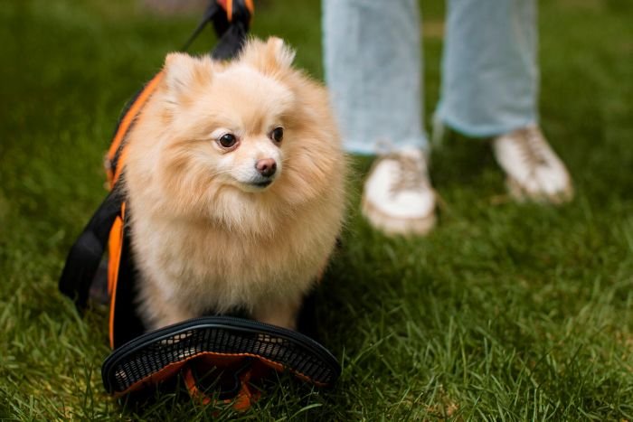 Pomeranian Chihuahua Mix Breed Guide